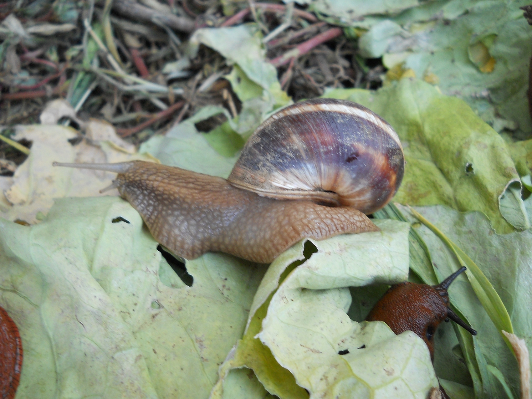 Gastropoda - Puzevi.jpg